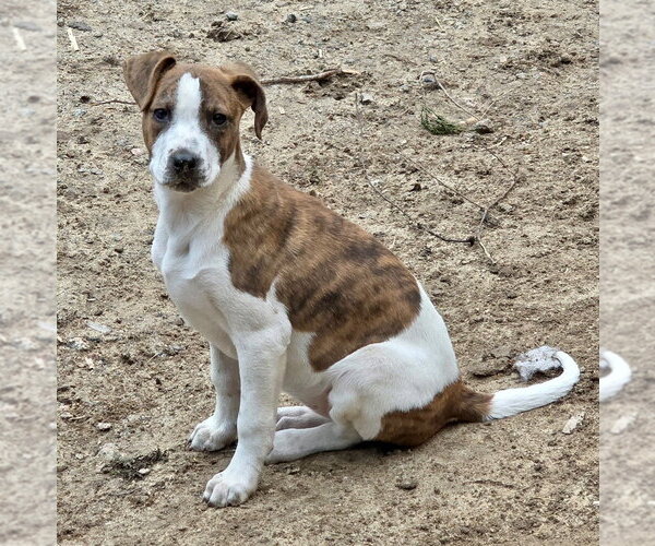 Medium Photo #9 Labrador Retriever-Unknown Mix Puppy For Sale in Brewster, NY, USA