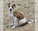 Small #8 Labrador Retriever Mix