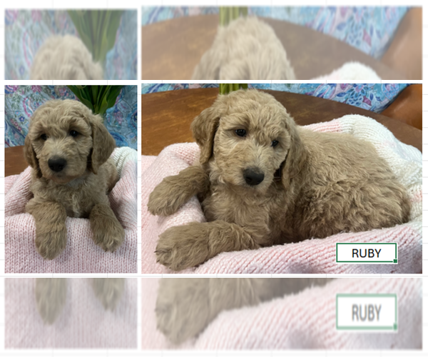 Medium Photo #1 Goldendoodle Puppy For Sale in RAINIER, WA, USA