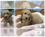 Puppy Ruby Goldendoodle