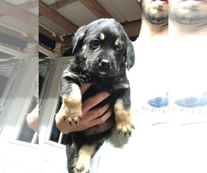 Rottweiler Puppy for sale in PIKEVILLE, NC, USA