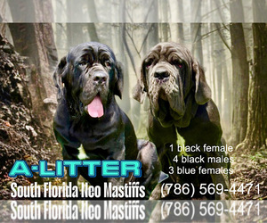 Mother of the Neapolitan Mastiff puppies born on 05/20/2025