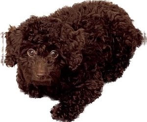 Poodle (Toy) Puppy for sale in FLORISSANT, MO, USA