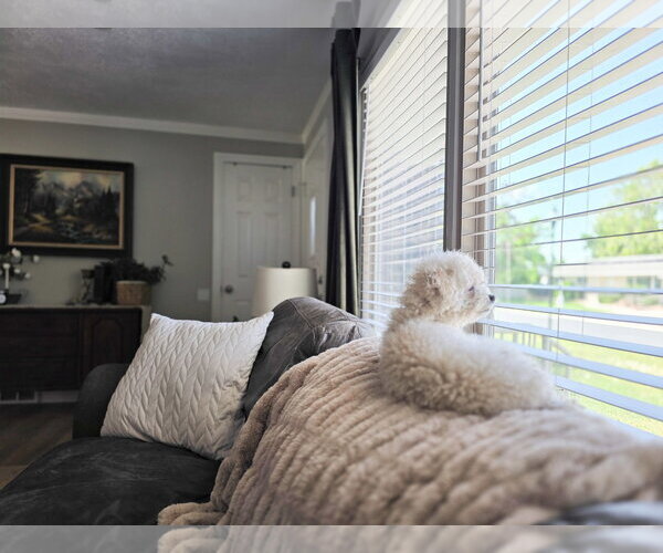 Medium Photo #13 Mutt Puppy For Sale in Sandy, UT, USA