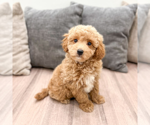 Cavapoo (Standard) Puppy for sale in DUNDEE, OH, USA
