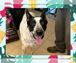 Small #1 Catahoula Leopard Dog