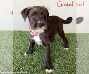 Miniature Schnauzer-Unknown Mix Dogs for adoption in San Diego, CA, USA