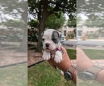 Small #9 Olde English Bulldogge
