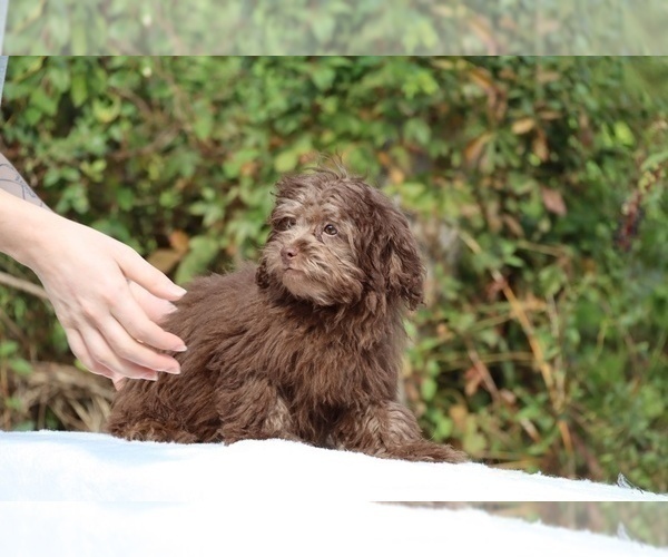 Medium Photo #24 ShihPoo Puppy For Sale in DYERSBURG, TN, USA