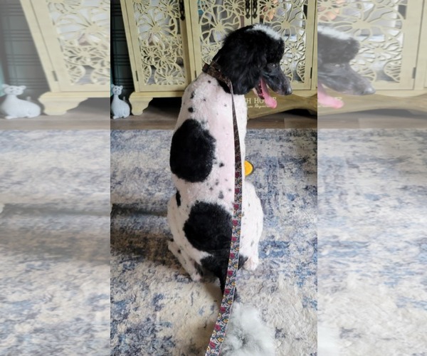 Medium Photo #6 Poodle (Standard) Puppy For Sale in Scottsboro, AL, USA