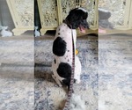 Small #5 Poodle (Standard)