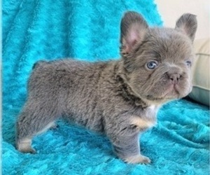 French Bulldog Puppy for Sale in LAS VEGAS, Nevada USA
