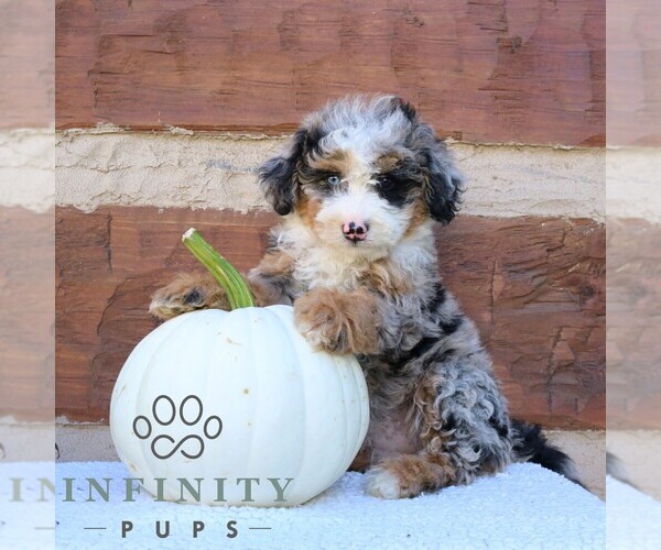 Medium Photo #4 Bernedoodle (Miniature) Puppy For Sale in NARVON, PA, USA