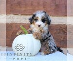 Small #3 Bernedoodle (Miniature)