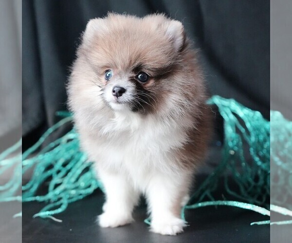 Medium Photo #4 Pomeranian Puppy For Sale in ROCK VALLEY, IA, USA