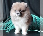 Small #3 Pomeranian