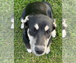 Small #2 Mutt