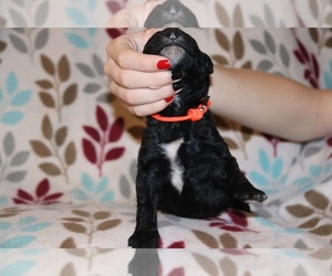 Goldendoodle Puppy for sale in UNION CITY, TN, USA