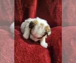 Small Photo #14 Yorkshire Terrier Puppy For Sale in AKRON, OH, USA