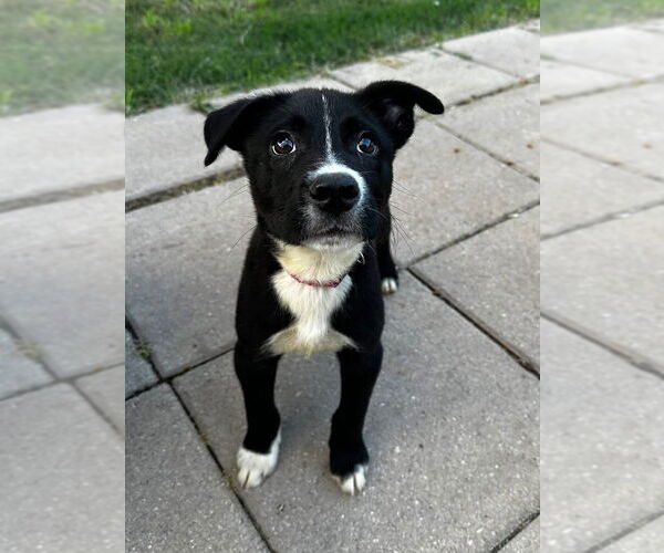 Medium Photo #9 Labrador Retriever-Unknown Mix Puppy For Sale in OKLAHOMA CITY, OK, USA