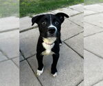 Small #8 Labrador Retriever Mix