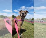 Small #3 American Pit Bull Terrier Mix