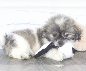 Bichon Frise-Zuchon Mix Puppy for sale in RED LION, PA, USA