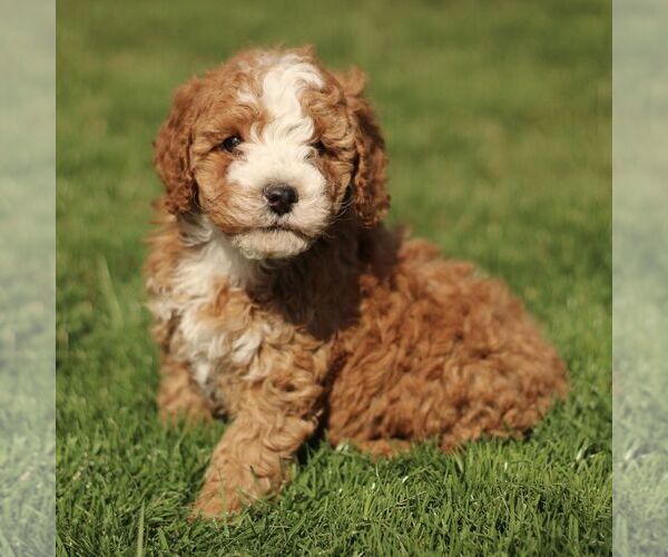 Medium Photo #1 Cavapoo (Miniature) Puppy For Sale in RONKS, PA, USA