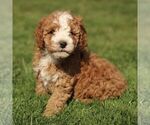 Small Cavapoo (Miniature)