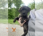 Puppy 3 Cane Corso