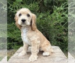 Small #1 Cocker Spaniel