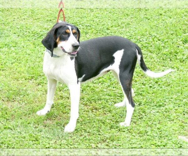 Medium Photo #4 Treeing Walker Coonhound-Unknown Mix Puppy For Sale in Westminster, MD, USA