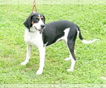 Small #3 Treeing Walker Coonhound Mix