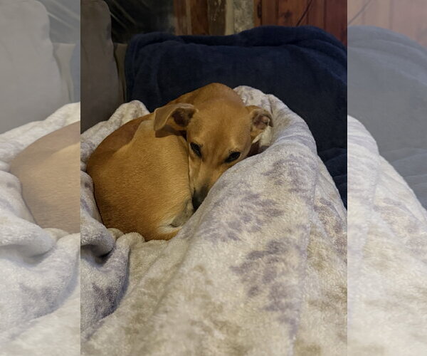 Medium Photo #3 Labrador Retriever-Unknown Mix Puppy For Sale in Virginia Beach, VA, USA