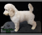 Small #22 Poodle (Standard)