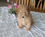 Small #2 Poodle (Miniature)