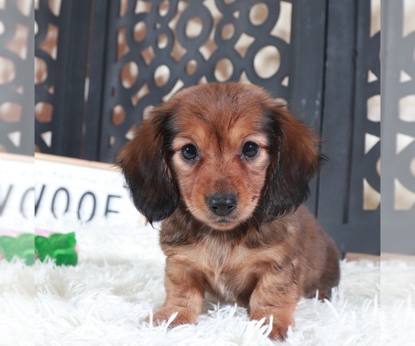Medium Photo #2 Dachshund Puppy For Sale in MOUNT VERNON, OH, USA