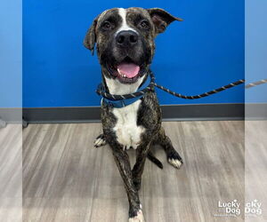 Mutt Dogs for adoption in Washington, DC, USA