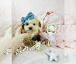 Small #25 Poodle (Toy)