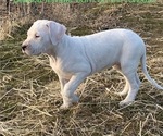 Small #1 Dogo Argentino