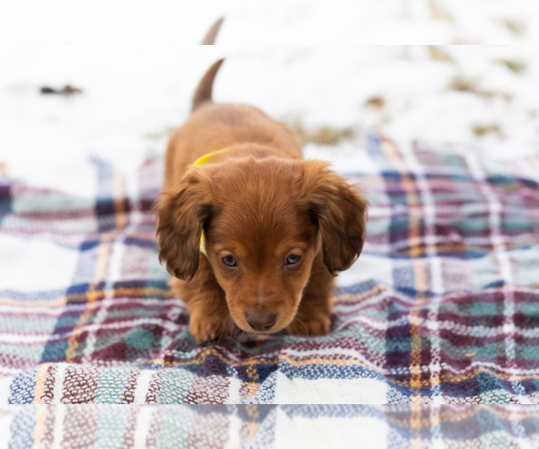 Medium Photo #4 Dachshund Puppy For Sale in BREMEN, IN, USA