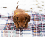 Small #3 Dachshund