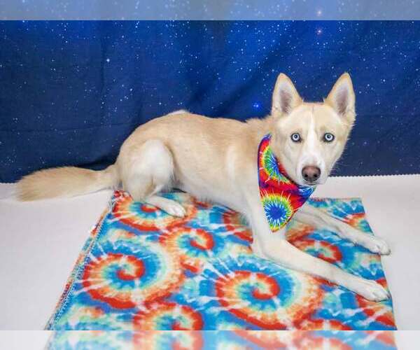 Medium Photo #2 Siberian Husky-Unknown Mix Puppy For Sale in Kennesaw, GA, USA