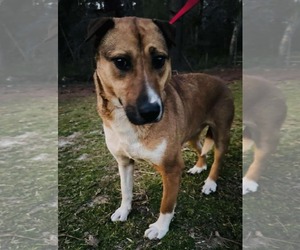 Elektra - Female Mutt Dog for Adoption - Photo #6