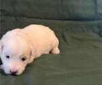 Small Photo #12 Coton de Tulear Puppy For Sale in TIMBER, OR, USA