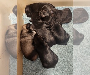 Schnauzer (Miniature) Litter for sale in LEWIS CENTER, OH, USA