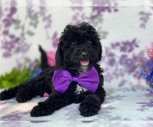 Poodle (Toy) Puppy for sale in LANCASTER, PA, USA