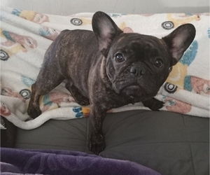 Mother of the French Bulldog puppies born on 12/09/2022