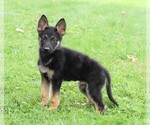 Small Photo #3 German Shepherd Dog Puppy For Sale in FREDERICKSBG, OH, USA
