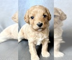 Puppy Puppy 8 Cavapoo (Miniature)